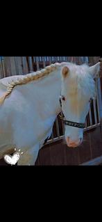Hele lieve 4 jarige mini tinker ruin💖🦄, Dieren en Toebehoren, Pony's, B, Ruin, 3 tot 6 jaar, C pony (1.27m tot 1.37m)