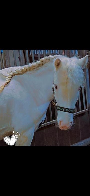 Hele lieve 4 jarige mini tinker ruin💖🦄 beschikbaar voor biedingen