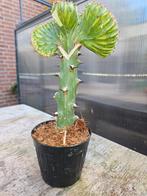 Bijzondere Cactus !, Tuin en Terras, Overige soorten, Volle zon, Vaste plant, Ophalen of Verzenden