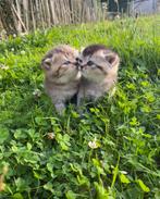 Britse korthaar kittens, Dieren en Toebehoren, Katten en Kittens | Raskatten | Korthaar, Meerdere dieren, Gechipt, 0 tot 2 jaar