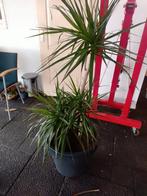 2x Kamerplant Dracaena, Ophalen of Verzenden, Overige soorten, Volle zon