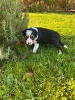 Bordercolliepups te koop, Reu, CDV (hondenziekte), 8 tot 15 weken, Collie