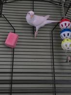 Grasparkiet + KOOİ, Dieren en Toebehoren, Vogels | Parkieten en Papegaaien, Geslacht onbekend, Parkiet