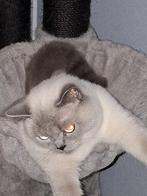 Dekkater britskorthaar te koop!, Dieren en Toebehoren, 0 tot 2 jaar