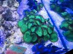 Steen met groene buttons, Dieren en Toebehoren, Vissen | Aquaria en Toebehoren, Ophalen, Plant(en), Steen of Hout