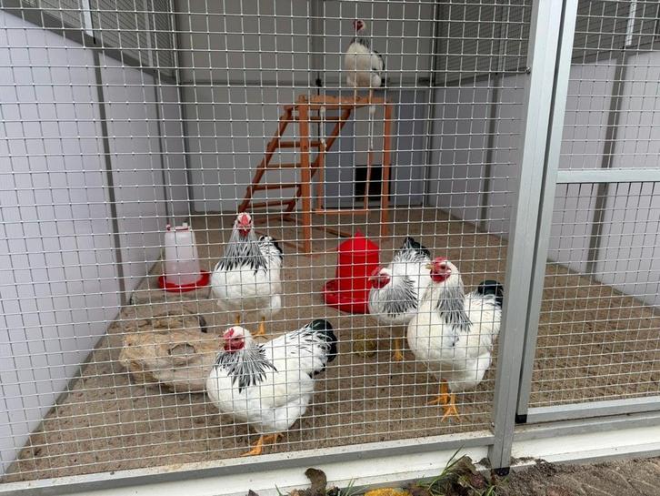 15 sorte hanen, Dieren en Toebehoren, Pluimvee, Kip, Mannelijk