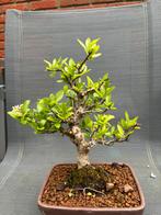 Pyracantha bonsai (imported from Japan) Vuurdoorn, Tuin en Terras, Planten | Bomen, Minder dan 100 cm, Overige soorten, Verzenden