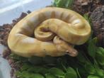 1.0 Banana Enchi het. Clown (Paradox), Dieren en Toebehoren, Reptielen en Amfibieën, Slang, Tam, 0 tot 2 jaar