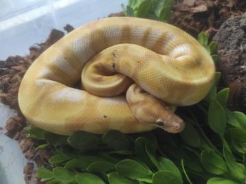 1.0 Banana Enchi het. Clown (Paradox) beschikbaar voor biedingen