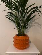 Plantenpot oranje, Ophalen, Oranje, Minder dan 50 cm, Glas