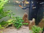 Guppen mix, Dieren en Toebehoren, Vissen | Aquariumvissen, Vis