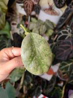 Hoya Waymaniae 'Cloudy Sky', Ophalen of Verzenden, Overige soorten, Minder dan 100 cm