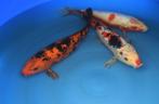 Hi-Utsuri 37 cm Nisai, Karper of Koi