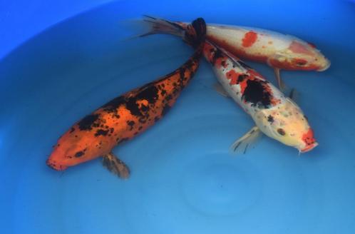 Hi-Utsuri 37 cm Nisai, Dieren en Toebehoren, Vissen | Vijvervissen, Karper of Koi