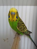 Koppels groene kleurgrasparkieten, Dieren en Toebehoren, Vogels | Parkieten en Papegaaien, Meerdere dieren, Parkiet