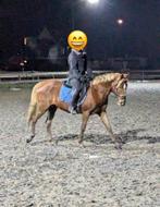 Bijrijder gezocht D pony, Dieren en Toebehoren, Paarden en Pony's | Overige Paardenspullen, Ophalen, Nieuw