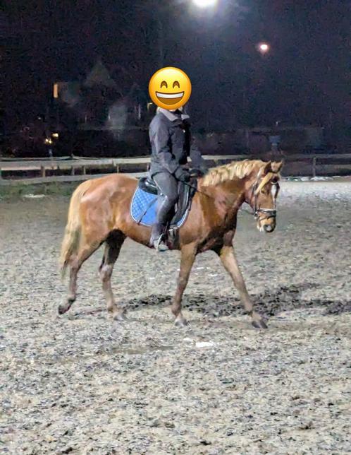 Bijrijder gezocht D pony, Dieren en Toebehoren, Paarden en Pony's | Overige Paardenspullen, Nieuw, Ophalen