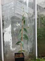 Winterharde Eucalyptus debeuzevillei, Tuin en Terras, Planten | Bomen, Ophalen of Verzenden, Overige soorten