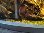 Pleco algeneter nieuw huisje gezocht!, Dieren en Toebehoren, Vissen | Aquariumvissen, Vis
