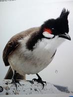 Te koop roodoor buulbuul, Dieren en Toebehoren, Vogels | Overige Vogels, Meerdere dieren, Geringd