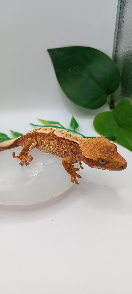 Mooie Red Tricolor wimpergekko