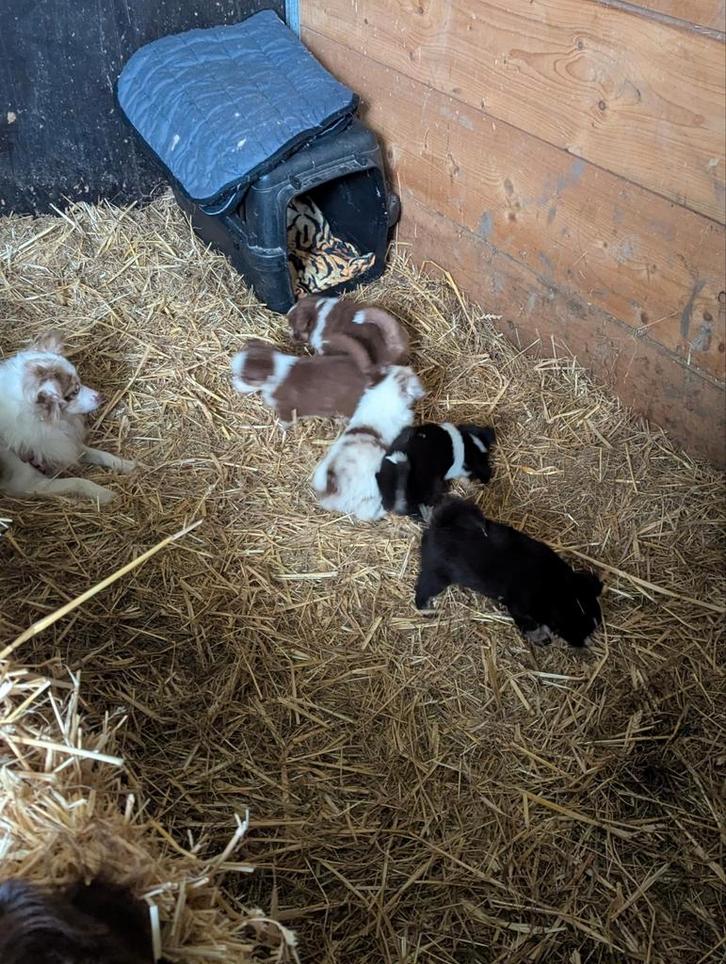 Mini Shepherd, Dieren en Toebehoren, Honden | Bulldogs, Pinschers en Molossers, Meerdere dieren, Overige rassen, Particulier, Meerdere