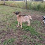 Appart mooi dwerg bokje!, Dieren en Toebehoren, Schapen, Geiten en Varkens, Mannelijk, Geit