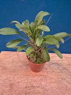 Orchidee Masdevallia Nifica Rood p7