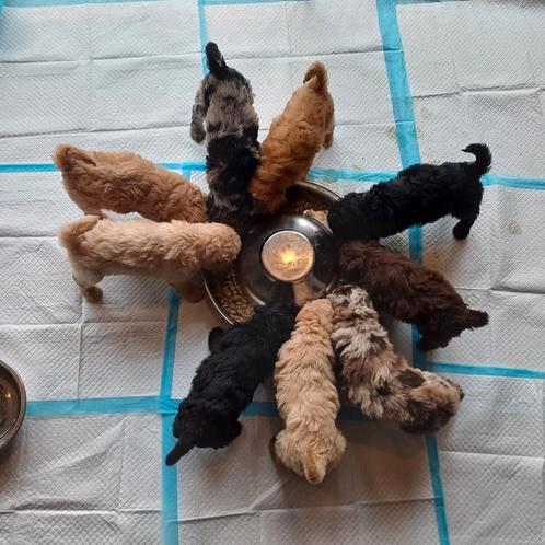 Medium Multigen Labradoodles met curly vacht, Dieren en Toebehoren, Honden | Retrievers, Spaniëls en Waterhonden, Meerdere dieren