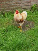 Wyandotte kriel kippen hennen en een haan, Dieren en Toebehoren, Pluimvee, Meerdere dieren, Kip