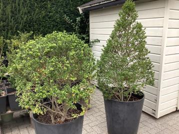 Ilex crenata  2 stuks in pot beschikbaar voor biedingen