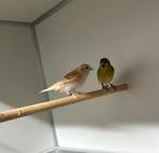 Europese sijs, Meerdere dieren, Wildzangvogel, Geringd