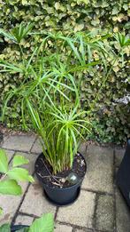 Paraplu  plant Cyperus Parapluplant, Ophalen, Overige soorten, Minder dan 100 cm