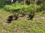Wilde eenden (Ras), Dieren en Toebehoren, Vogels | Overige Vogels, Meerdere dieren, Wildzangvogel, Tam