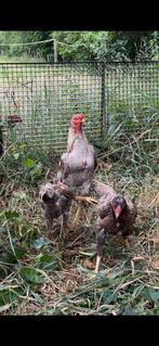 Aseel haan met drie hennen, Dieren en Toebehoren, Pluimvee, Meerdere dieren, Kip