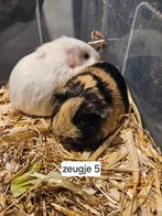 Baby cavia zeugje. Vrouwtje cavias, Dieren en Toebehoren, Knaagdieren, Cavia, December, Vrouwelijk, Tam