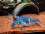 Jonge Blauwe Florida kreeft – Procambarus Alleni, Kreeft, Krab of Garnaal, Zoetwatervis