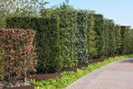 Topkwaliteit haagplanten en coniferen, Bloeit niet, Halfschaduw, 100 tot 250 cm, Overige soorten