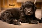 Golden retriever x australian shepherd pups, Dieren en Toebehoren, Honden | Niet-rashonden, 8 tot 15 weken, Groot, Meerdere, Meerdere dieren