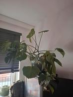 Brede Monstera plant incl. pot, Huis en Inrichting, Kamerplanten, Ophalen, Halfschaduw, Minder dan 100 cm