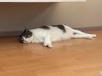 Nieuw baasje gezocht!, Poes, 6 jaar of ouder