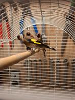 Putters, Meerdere dieren, Wildzangvogel