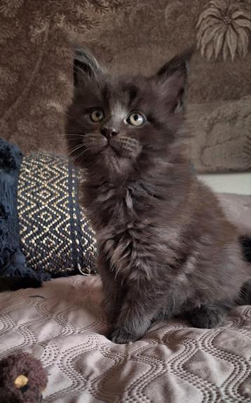 Nog 1 lief Maine Coon katertje met stamboom beschikbaar voor biedingen