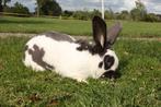 Lotharing, Dieren en Toebehoren, Konijnen, Mannelijk, Groot, 3 tot 5 jaar