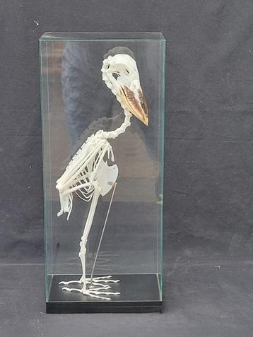 Gemonteerd skelet van een Schuitbek reiger beschikbaar voor biedingen