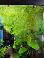 Waterpest aquariumplanten mooie lange stengels, Ophalen, Gebruikt, Plant(en), Steen of Hout