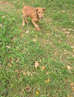 Golden retriever mix pup, Dieren en Toebehoren, Honden | Niet-rashonden, Reu, CDV (hondenziekte), 8 tot 15 weken, Eén hond