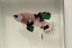 Marble Betta Man HMPK, Dieren en Toebehoren, Vissen | Aquariumvissen, Vis, Zoetwatervis