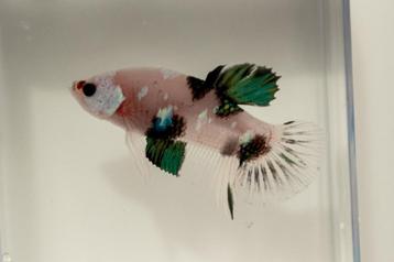 Marble Betta Man HMPK beschikbaar voor biedingen