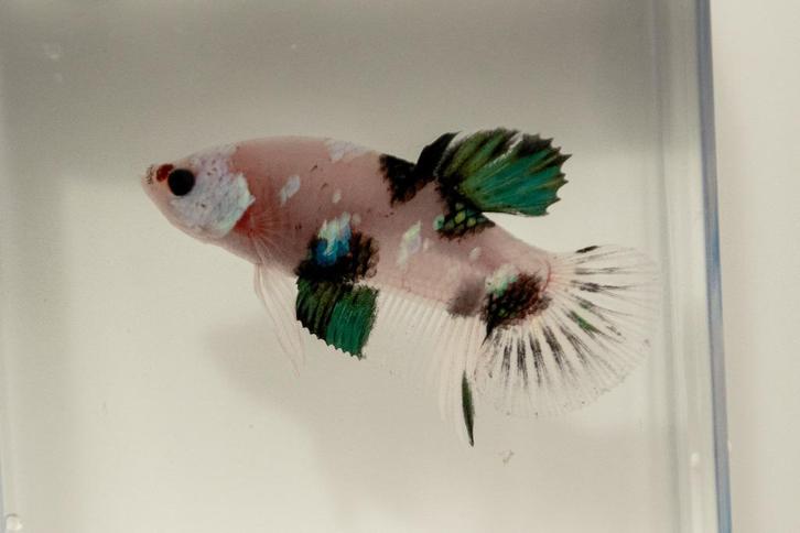 Marble Betta Man HMPK, Dieren en Toebehoren, Vissen | Aquariumvissen, Zoetwatervis, Vis